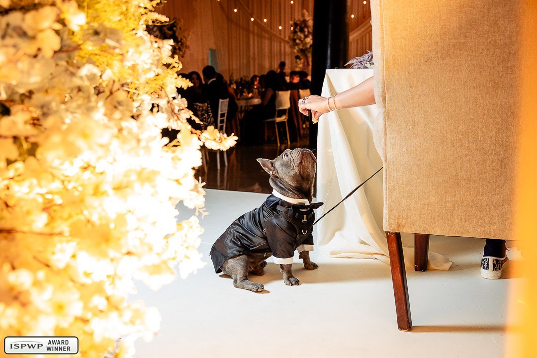 Guadalajara, Jalisco, Mexico Wedding Photographer - Alejandro Souza Photographer