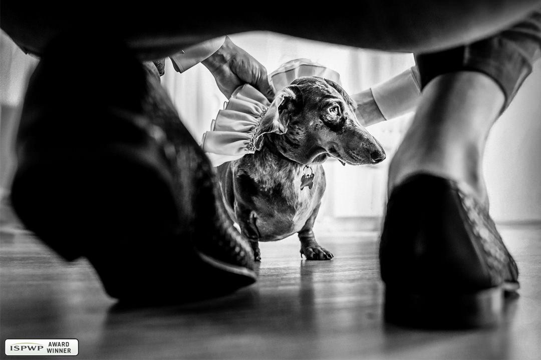 Leiden, Zuid-Holland, Netherlands Wedding Photographer - Stefan van Beek Fotografie